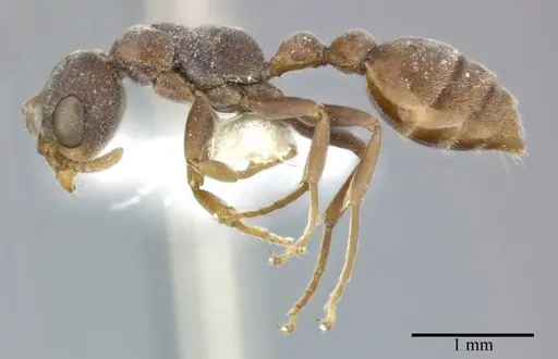 Pseudomyrmex veneficus - CASENT0246301
