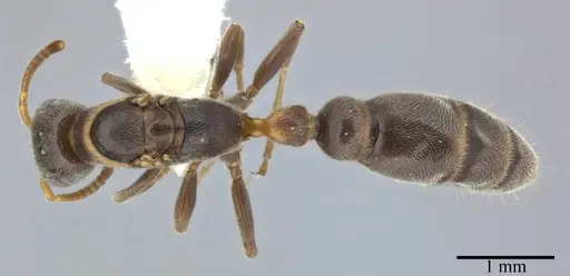 Pseudomyrmex veneficus - CASENT0246312