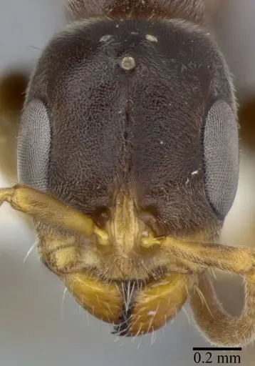 Pseudomyrmex veneficus - CASENT0246312