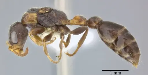 Pseudomyrmex veneficus - CASENT0246312