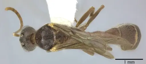 Pseudomyrmex veneficus - CASENT0246347