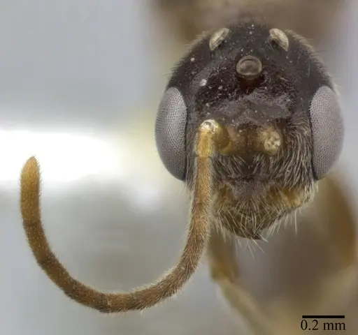 Pseudomyrmex veneficus - CASENT0246347