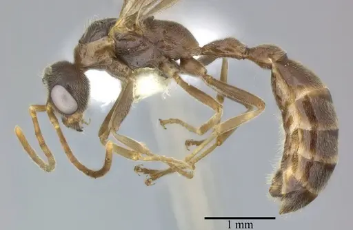 Pseudomyrmex veneficus - CASENT0246347