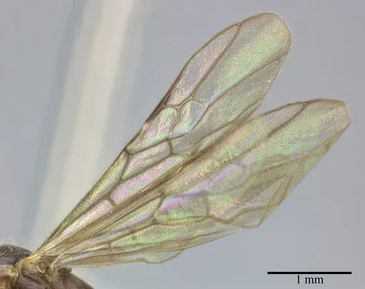 Pseudomyrmex veneficus - CASENT0246347