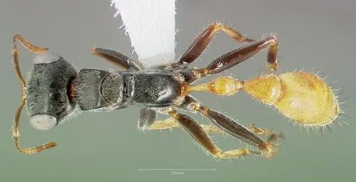 Pseudomyrmex venustus specimen