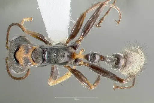 Pseudomyrmex venustus - CASENT0005861