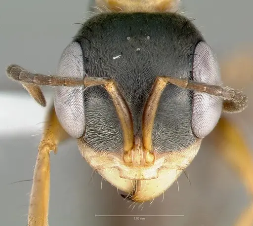 Pseudomyrmex venustus - CASENT0005861
