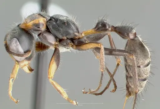 Pseudomyrmex venustus - CASENT0005861