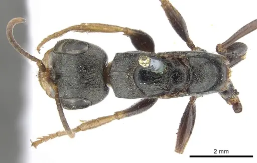 Pseudomyrmex venustus - CASENT0902856