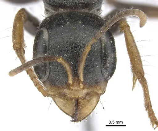 Pseudomyrmex venustus - CASENT0902856