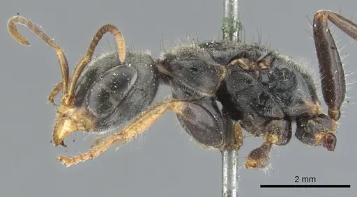 Pseudomyrmex venustus - CASENT0902856