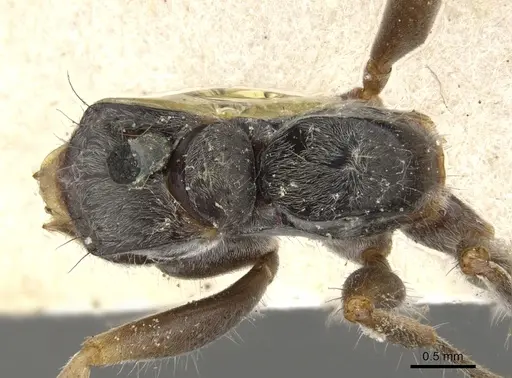 Pseudomyrmex venustus - CASENT0902857