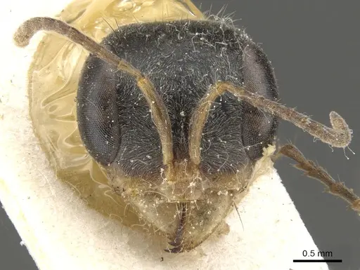 Pseudomyrmex venustus - CASENT0902857