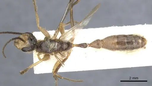 Pseudomyrmex venustus - CASENT0902858