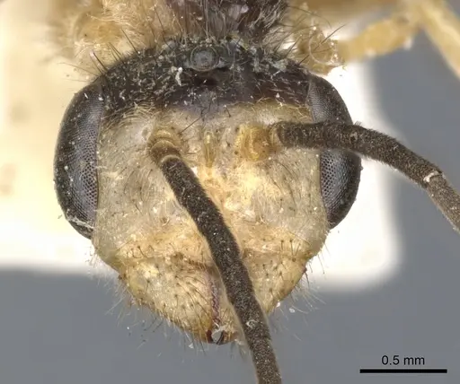 Pseudomyrmex venustus - CASENT0902858