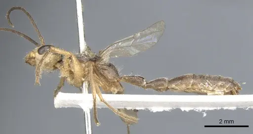 Pseudomyrmex venustus - CASENT0902858