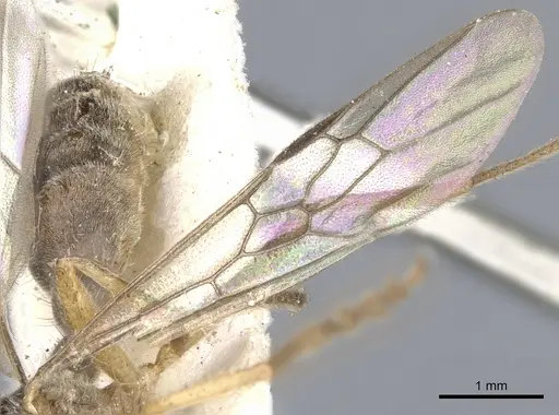 Pseudomyrmex venustus - CASENT0902858