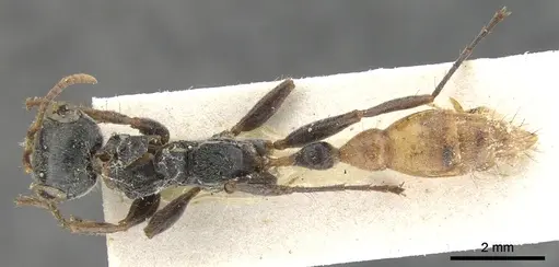 Pseudomyrmex venustus - CASENT0902859
