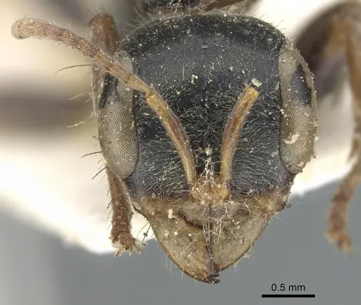 Pseudomyrmex venustus - CASENT0902859