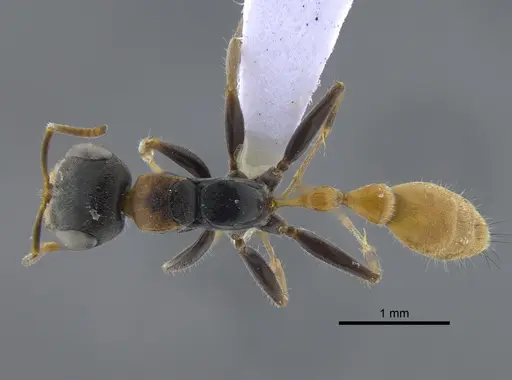 Pseudomyrmex venustus - CBUMAGENT41733