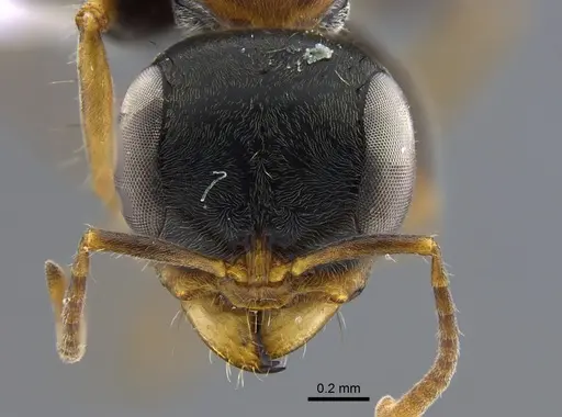 Pseudomyrmex venustus - CBUMAGENT41733
