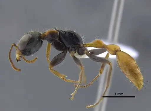 Pseudomyrmex venustus - CBUMAGENT41733