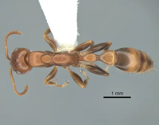 Pseudomyrmex veracruzensis specimen