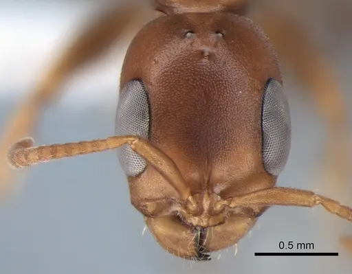 Pseudomyrmex veracruzensis specimen