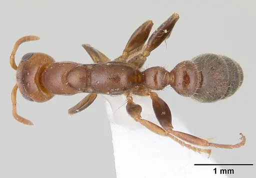 Pseudomyrmex viduus specimen