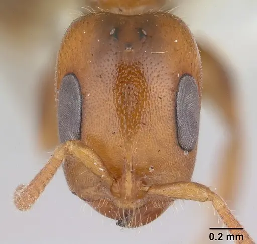 Pseudomyrmex viduus specimen
