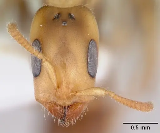 Pseudomyrmex viduus - CASENT0178711