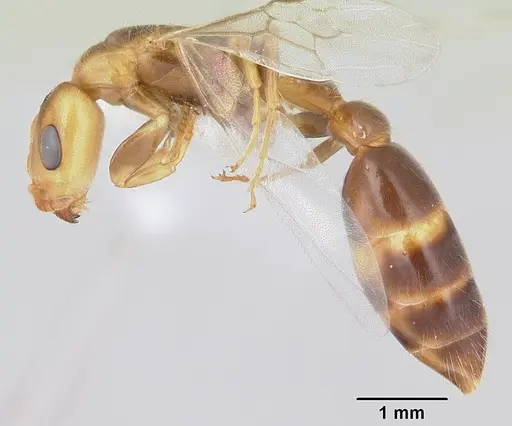 Pseudomyrmex viduus - CASENT0178711