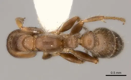 Pseudomyrmex viduus - CASENT0217584