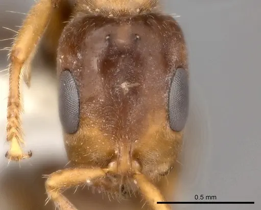 Pseudomyrmex viduus - CASENT0217584