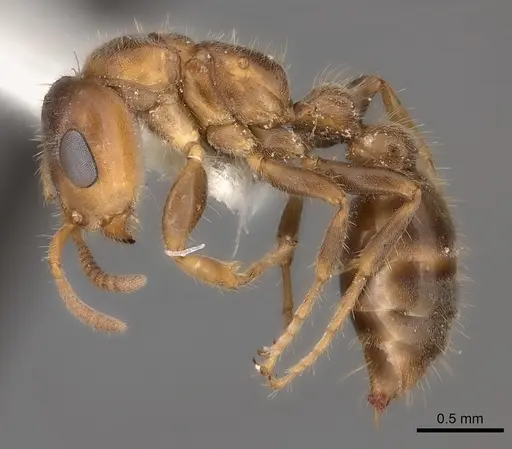 Pseudomyrmex viduus - CASENT0217584