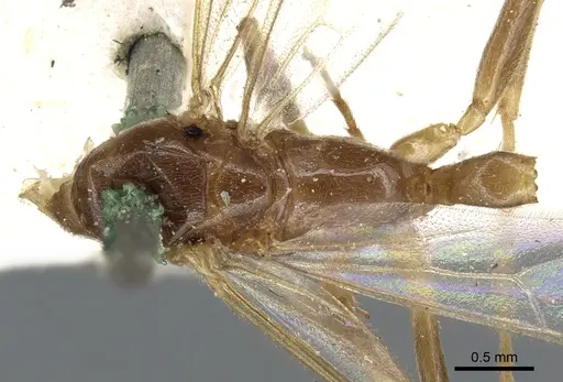 Pseudomyrmex viduus - CASENT0902880