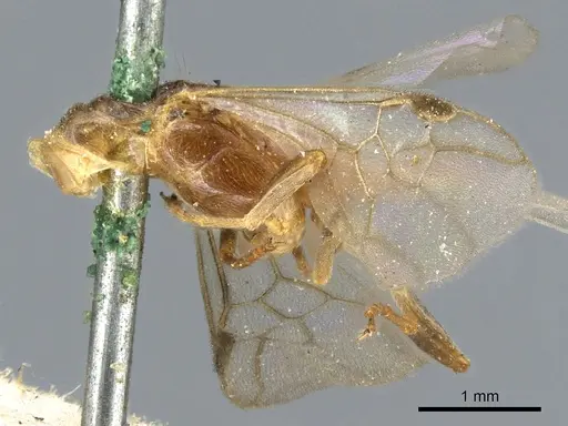 Pseudomyrmex viduus - CASENT0902880