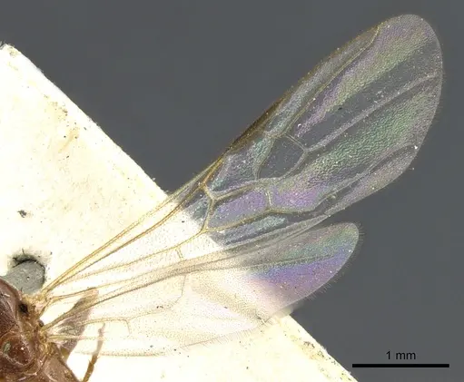 Pseudomyrmex viduus - CASENT0902880