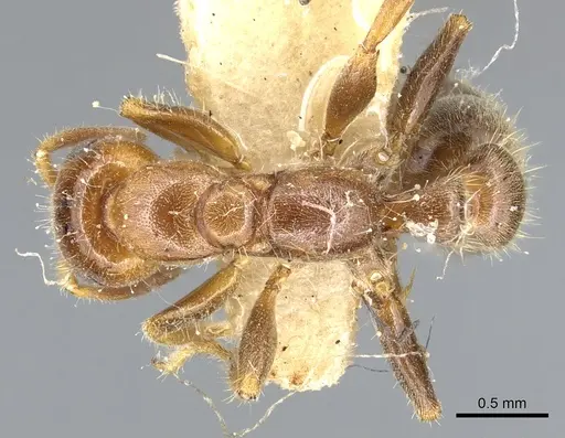 Pseudomyrmex viduus - CASENT0902881