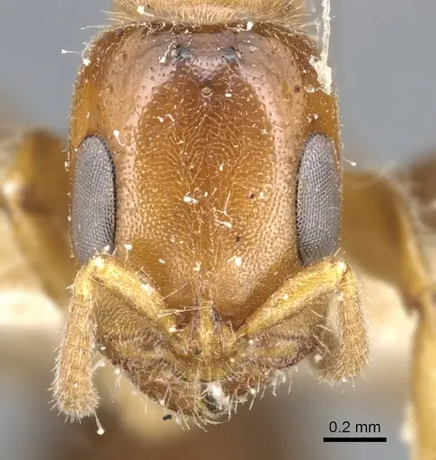 Pseudomyrmex viduus - CASENT0902881