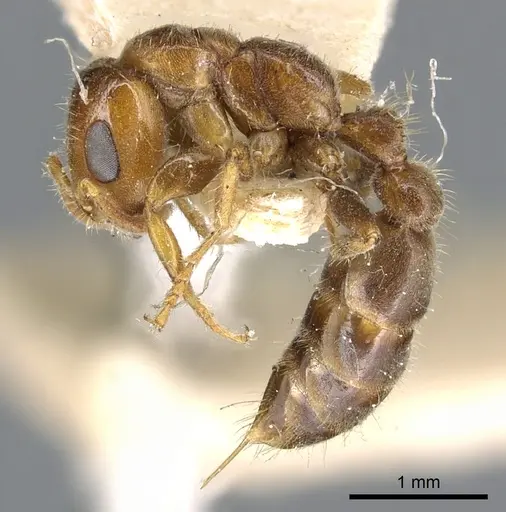 Pseudomyrmex viduus - CASENT0902881