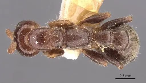 Pseudomyrmex viduus - CASENT0907499