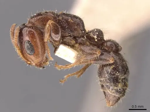 Pseudomyrmex viduus - CASENT0907499