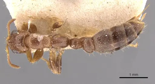 Pseudomyrmex viduus - CASENT0907500