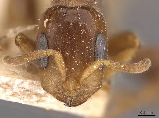 Pseudomyrmex viduus - CASENT0907500