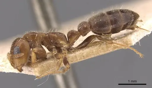Pseudomyrmex viduus - CASENT0907500