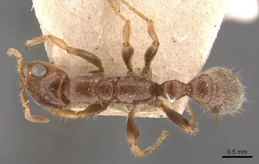Pseudomyrmex viduus - CASENT0907567
