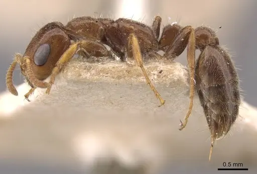 Pseudomyrmex viduus - CASENT0907567