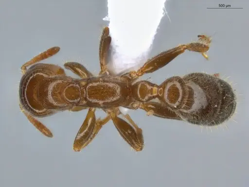 Pseudomyrmex viduus - ECOFOG-HC-0002-01