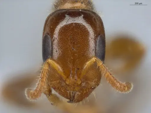 Pseudomyrmex viduus - ECOFOG-HC-0002-01